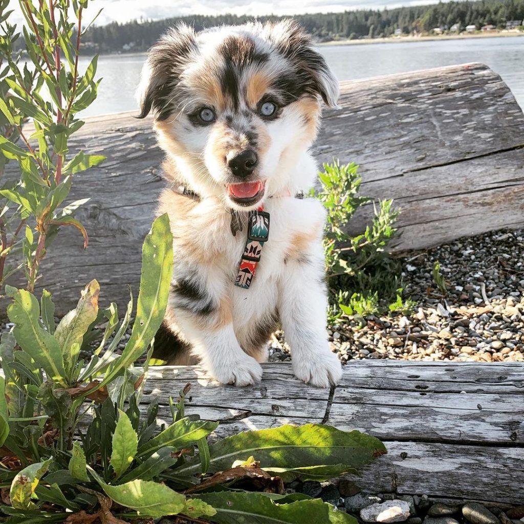 australian-shepherd-for-sale. Australian Shepherd for Sale​