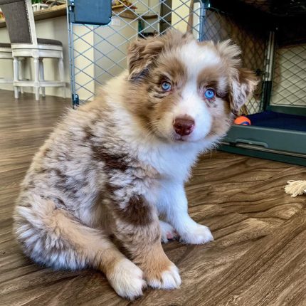 red-merle-australian-shepherd-puppies. Red Merle Australian Shepherd Puppies