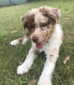 mini-australian-shepherd-puppies. Mini Australian Shepherd Puppies​