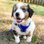 blue-merle-blonde-australian-shepherd-price. Blue Merle Blonde Australian Shepherd Price.