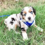 blue-merle-blonde-australian-shepherd-price. Blue Merle Blonde Australian Shepherd Price.