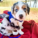 blue-merle-blonde-australian-shepherd-price. Blue Merle Blonde Australian Shepherd Price.