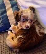 red-merle-toy-australian-shepherd-puppies. Red Merle Toy Australian Shepherd Puppies​
