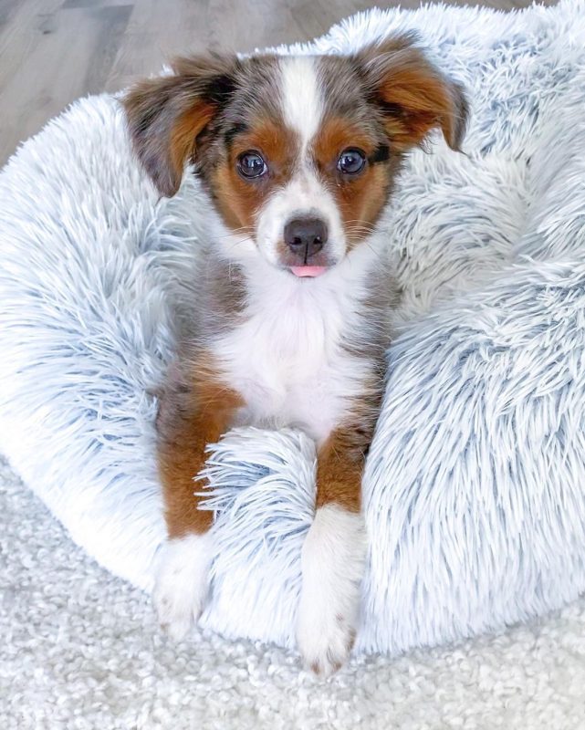 toy-australian-shepherd-breeders. Toy Australian Shepherd Breeders