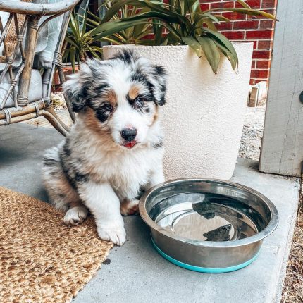 blue-merle-miniature-australian-shepherd. Blue Merle Miniature Australian Shepherd