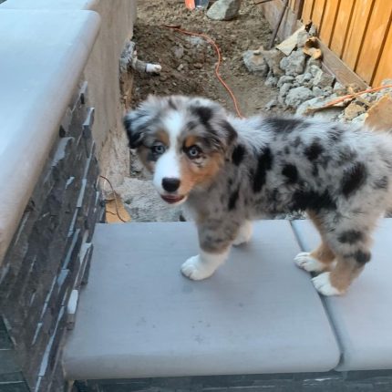 australian-shepherd-puppies. Australian Shepherd Puppies
