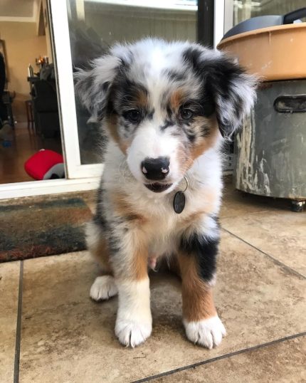 miniature-australian-shepherd-puppies-for-sale. Miniature Australian Shepherd Puppies for Sale.