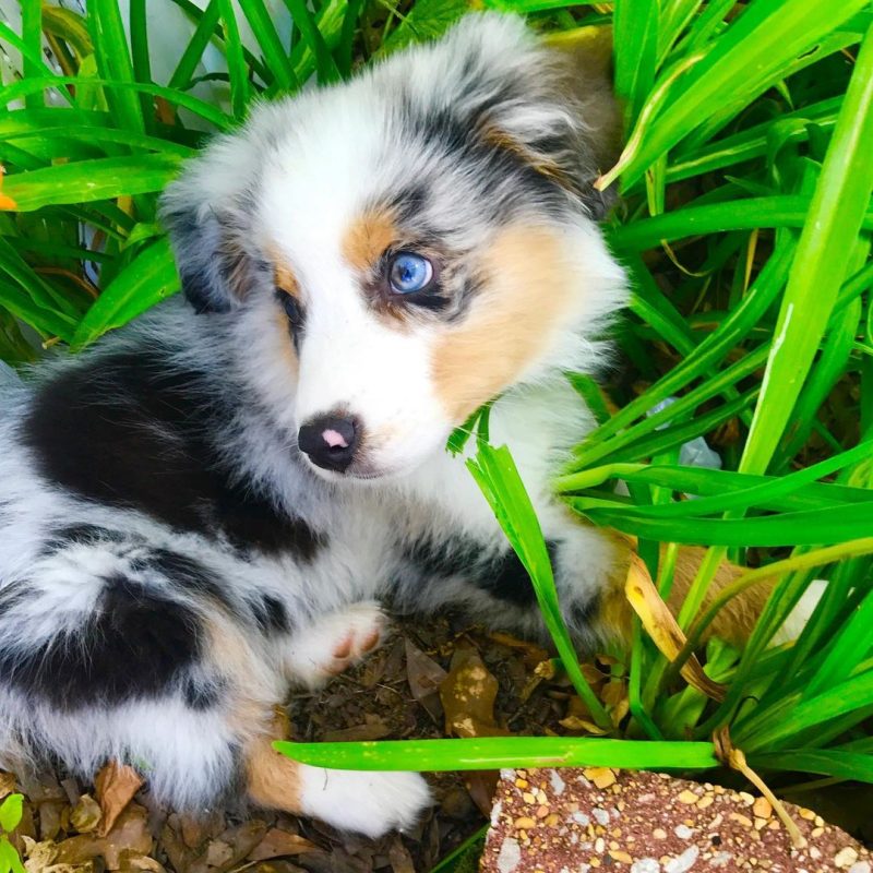 australian-shepherd-blue-heeler-mix. Australian Shepherd Blue Heeler Mix