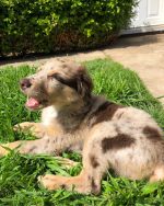 australian-shepherd-puppy-for-sale-uk. Australian Shepherd Puppy for Sale UK.