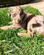 australian-shepherd-puppy-for-sale-uk. Australian Shepherd Puppy for Sale UK.