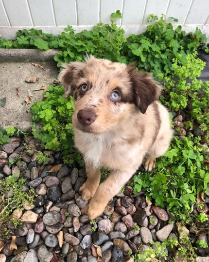 australian-shepherd-puppy-for-sale-uk. Australian Shepherd Puppy for Sale UK.