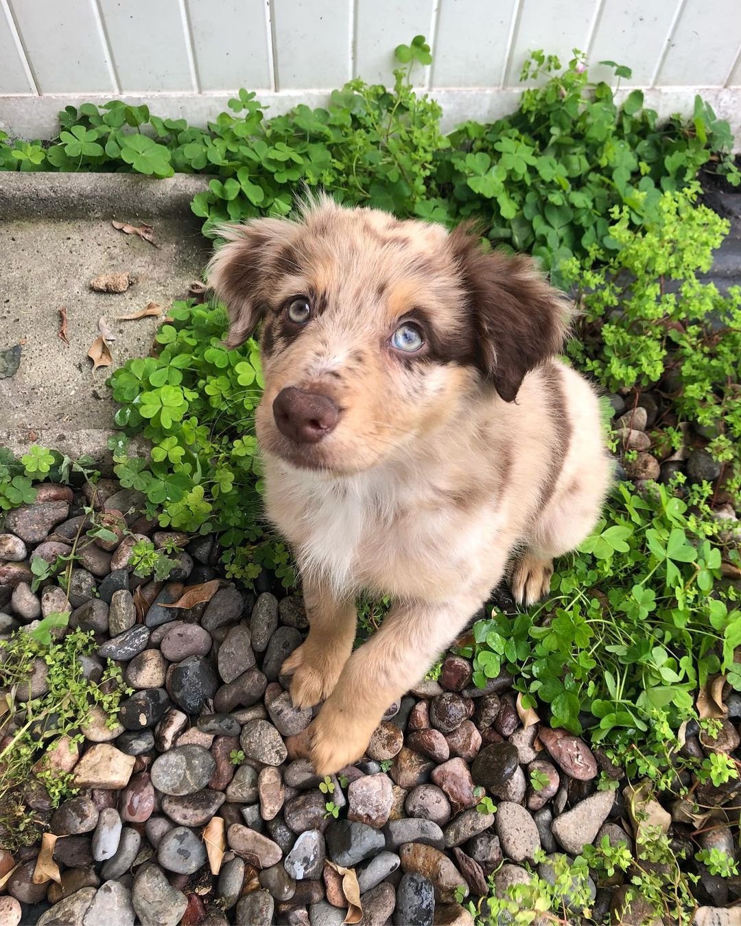australian-shepherd-puppy-for-sale-uk. Australian Shepherd Puppy for Sale UK. australian-shepherd-puppy-for-sale-uk. Australian Shepherd Puppy for Sale UK.