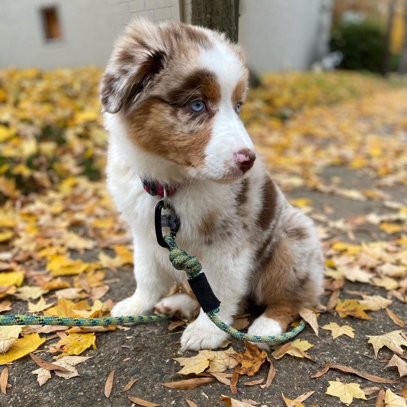 australian-shepherd-breeders-nc. Australian Shepherd Breeders NC