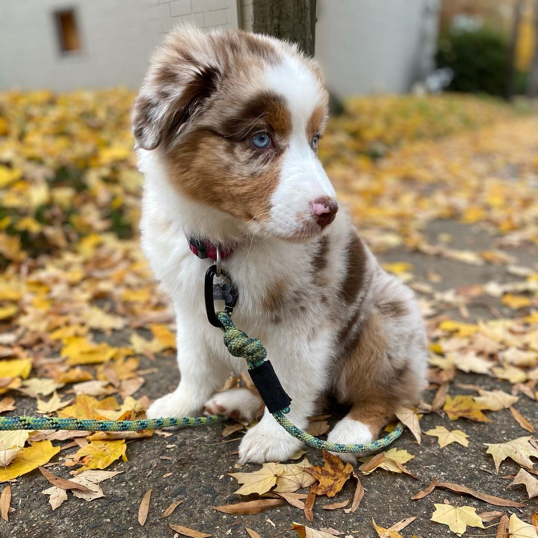 australian-shepherd-breeders-nc. Australian Shepherd Breeders NC