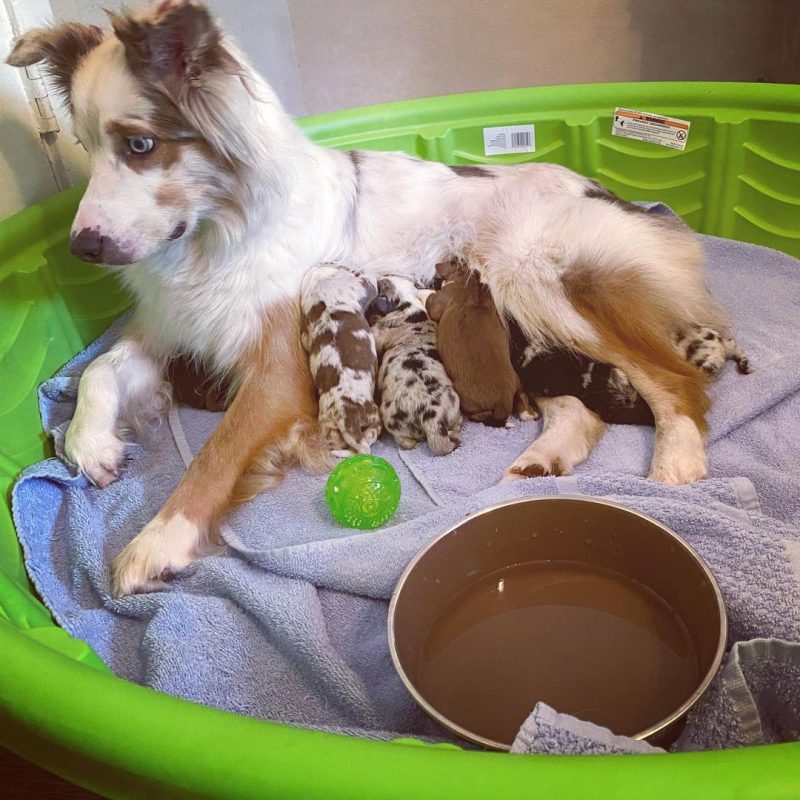 blue-merle-aussie-puppy. Blue Merle Aussie Puppy
