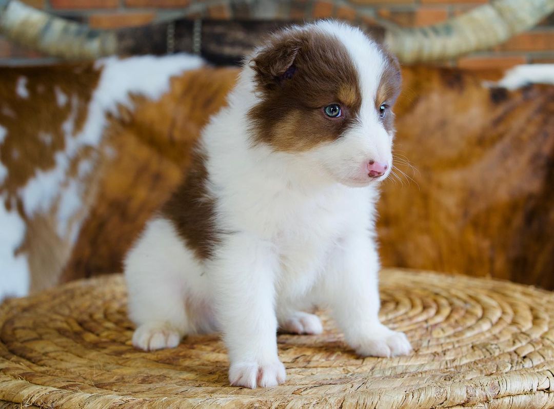 mini-australian-shepherd-adult. Mini Australian Shepherd Adult