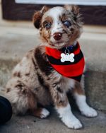 australian-shepherd-puppies-for-sale. Australian Shepherd Puppies for Sale