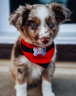 australian-shepherd-puppies-for-sale. Australian Shepherd Puppies for Sale