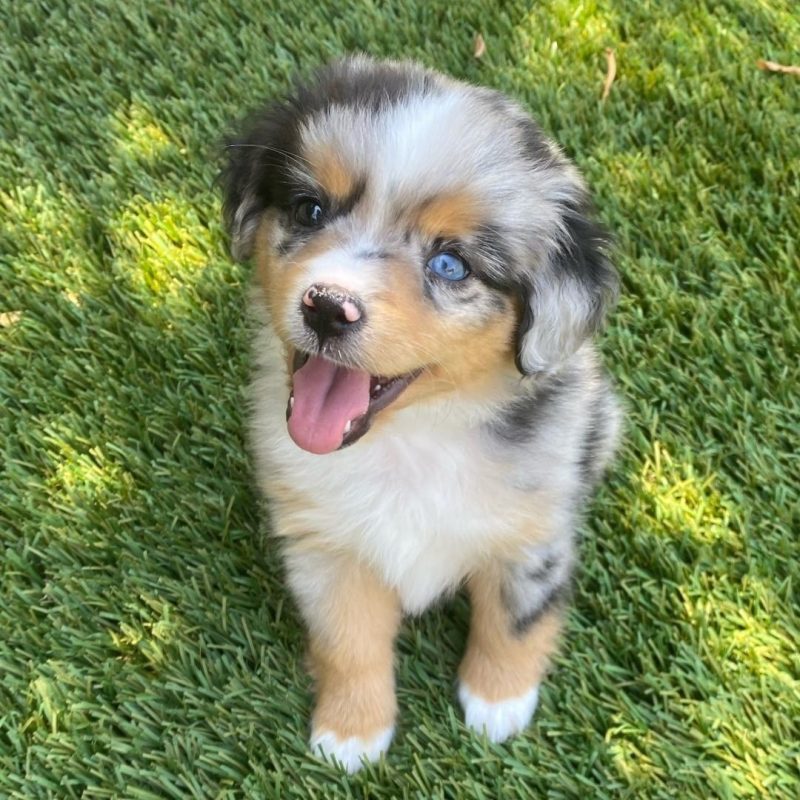 australian-shepherd-puppy-for-sale. Australian Shepherd Puppy For Sale.