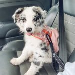 mini-aussie-puppies-for-sale-near-me. Mini Aussie Puppies for Sale Near Me.