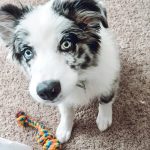 mini-aussie-puppies-for-sale-near-me. Mini Aussie Puppies for Sale Near Me.