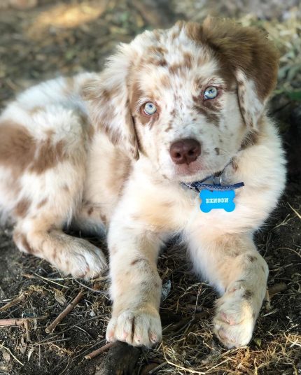 red-merle-australian-shepherd-for-sale. Red Merle Australian Shepherd for Sale
