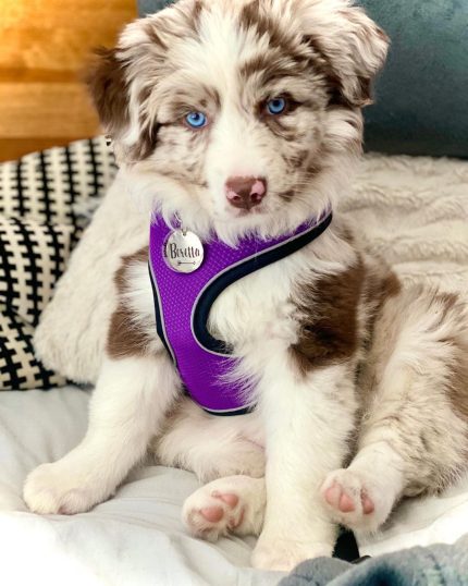aussie-puppies-for-sale. Aussie Puppies For Sale.