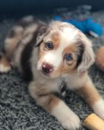 full-grown-mini-australian-shepherd-vs-standard. Full Grown Mini Australian Shepherd vs Standard.