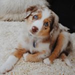 full-grown-mini-australian-shepherd-vs-standard. Full Grown Mini Australian Shepherd vs Standard.
