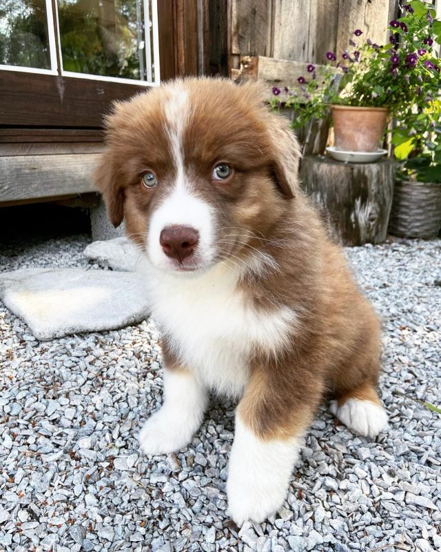 red-tri-mini-australian-shepherd. Red Tri Mini Australian Shepherd.