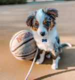 toy-australian-shepherd-for-sale. Toy Australian Shepherd for Sale​.