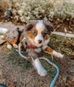 toy-australian-shepherd-for-sale. Toy Australian Shepherd for Sale​.