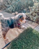 toy-australian-shepherd-for-sale. Toy Australian Shepherd for Sale​.