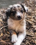 mini-australian-shepherd-for-sale. Mini Australian Shepherd for Sale