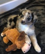 mini-australian-shepherd-for-sale. Mini Australian Shepherd for Sale