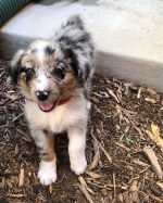 mini-australian-shepherd-for-sale. Mini Australian Shepherd for Sale