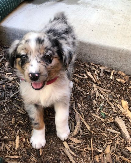 mini-australian-shepherd-for-sale. Mini Australian Shepherd for Sale