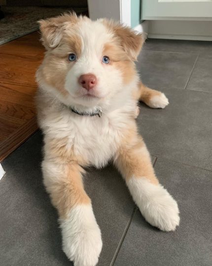 aussie-puppies-for-sale-near-me. Aussie Puppies For Sale Near Me​
