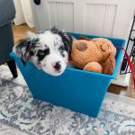 standard-australian-shepherds-for-sale. Standard Australian Shepherds for Sale​