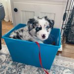 standard-australian-shepherds-for-sale. Standard Australian Shepherds for Sale​