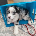 standard-australian-shepherds-for-sale. Standard Australian Shepherds for Sale​