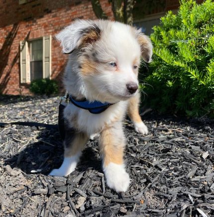 toy-australian-shepherd-for-sale-near-me. Toy Australian Shepherd for Sale Near Me​
