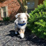 toy-australian-shepherd-for-sale-near-me. Toy Australian Shepherd for Sale Near Me​