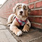 standard-australian-shepherd-puppies-for-sale. Standard Australian Shepherd Puppies for Sale