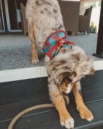 standard-australian-shepherd-puppies-for-sale. Standard Australian Shepherd Puppies for Sale