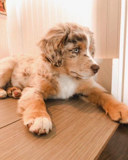 standard-australian-shepherd-puppies-for-sale. Standard Australian Shepherd Puppies for Sale