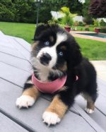 australian-shepherd-puppy. Australian Shepherd Puppy.
