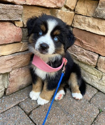 australian-shepherd-puppy. Australian Shepherd Puppy.