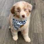 aussie-puppies-for-sale-uk. Aussie Puppies for Sale UK.