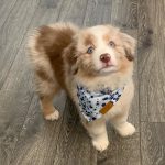 aussie-puppies-for-sale-uk. Aussie Puppies for Sale UK.